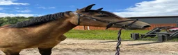 Allround hästar till salu: Marvelous all around mare for any kind of rider! - Annons 2