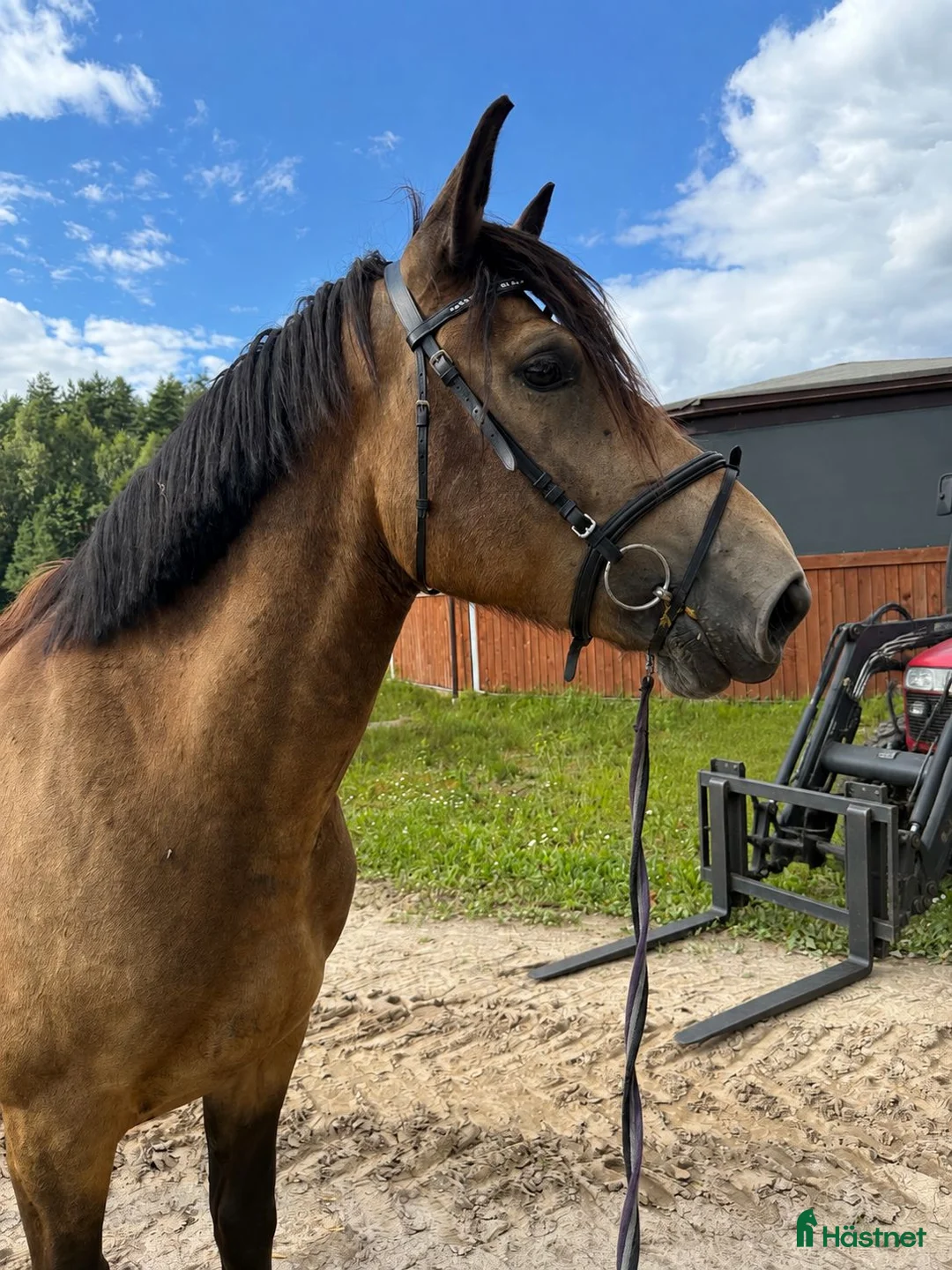 Allround hästar till salu: Marvelous all around mare for any kind of rider! - Annons 2