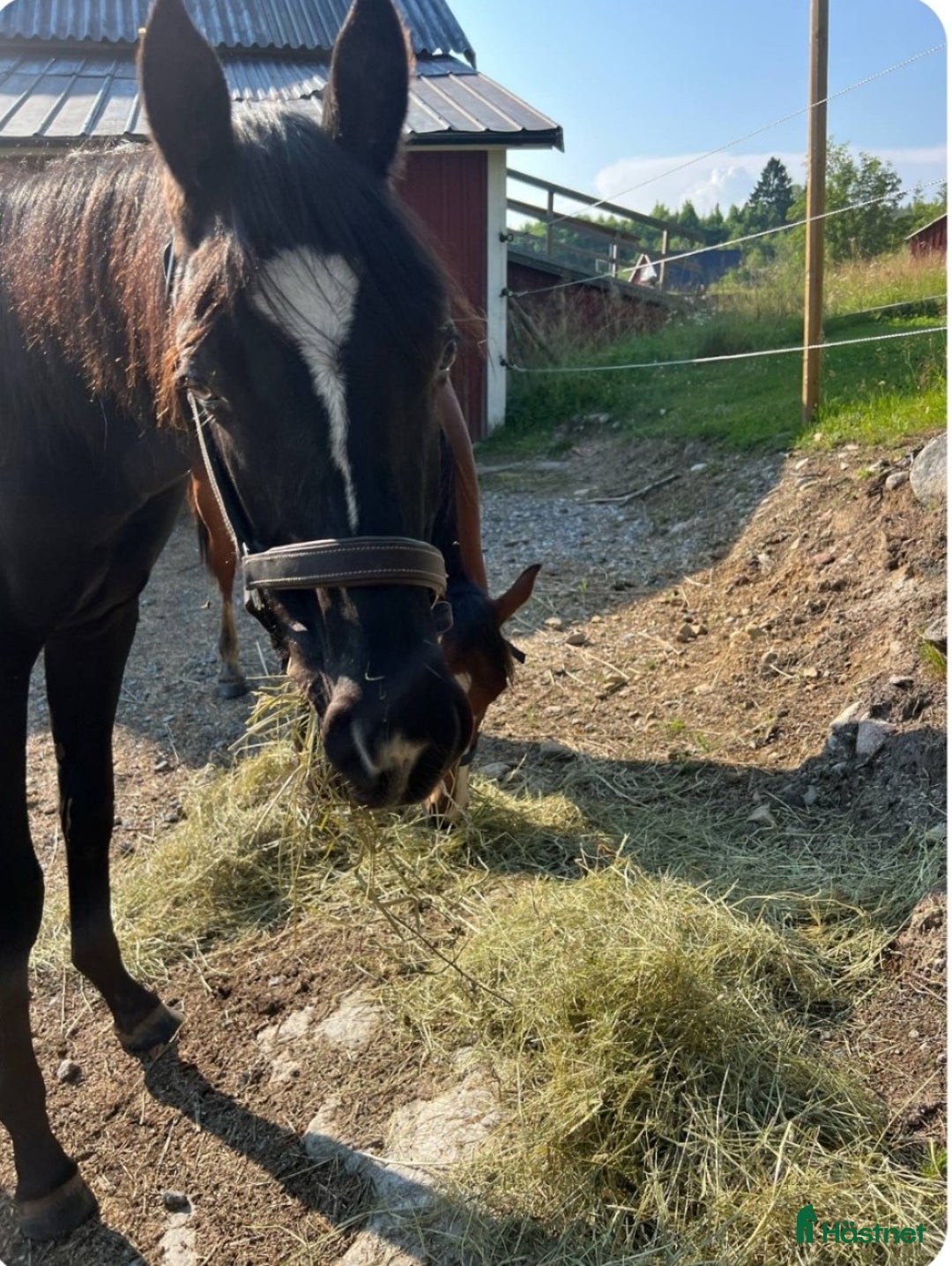 Dressyr hästar till salu: Super snäll unghingst i Söråker - Annons 2