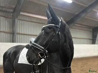 hästar Ståtlig dressyrvalack i Ängelholm - Annons 1