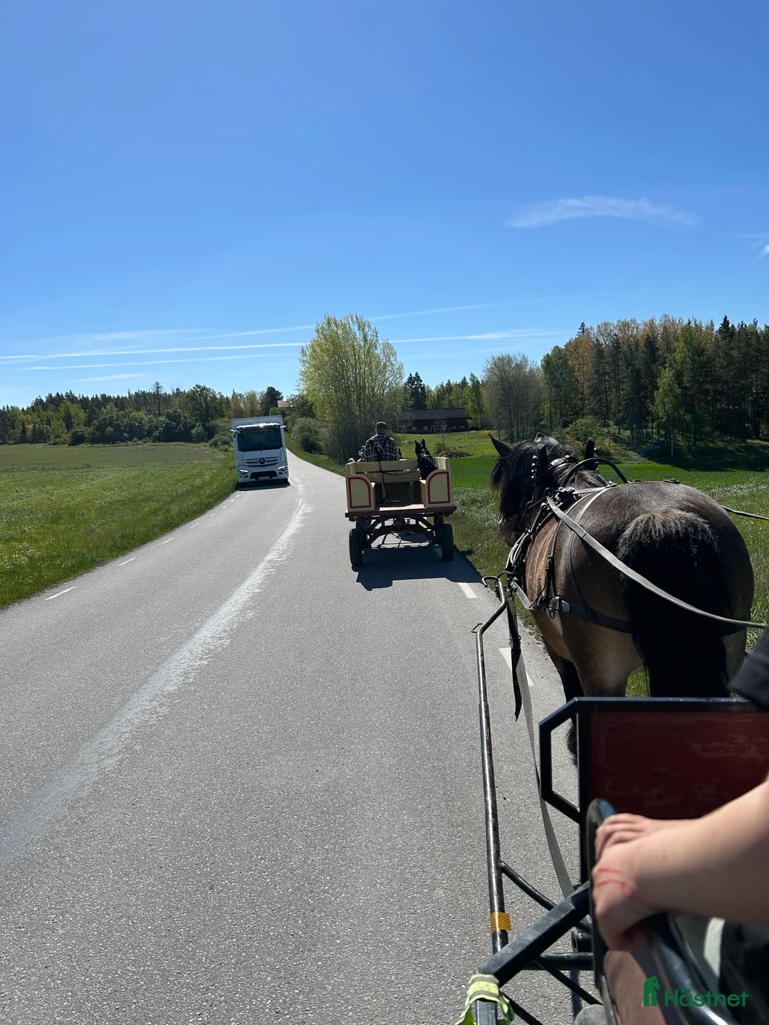 Allround hästar till salu: Trygg och lugn dam - Annons 2