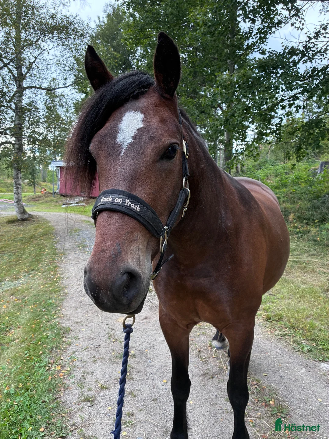 Allround hästar till salu: Trevlig hobby-/familjehäst - Annons 2