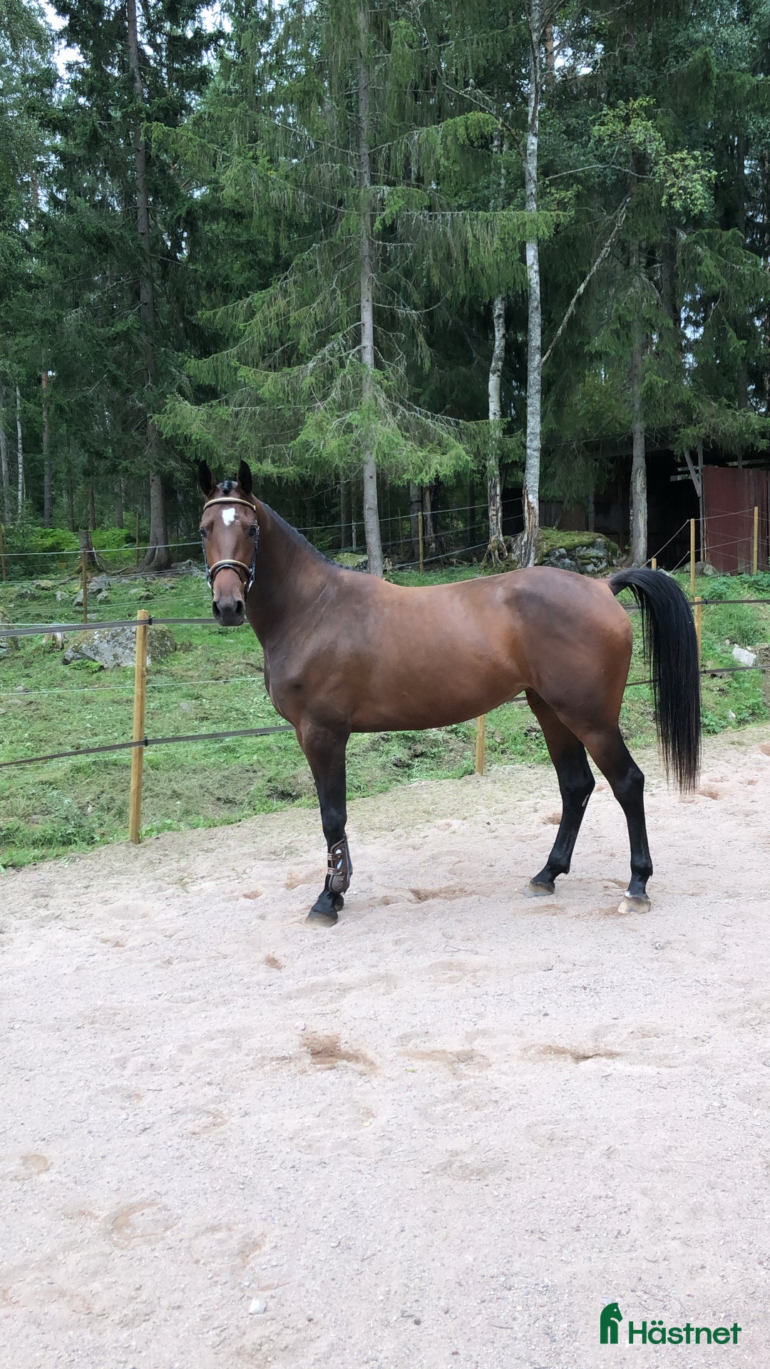Hoppning hästar till salu: Snygg kille för framtiden i Säter - Annons 5
