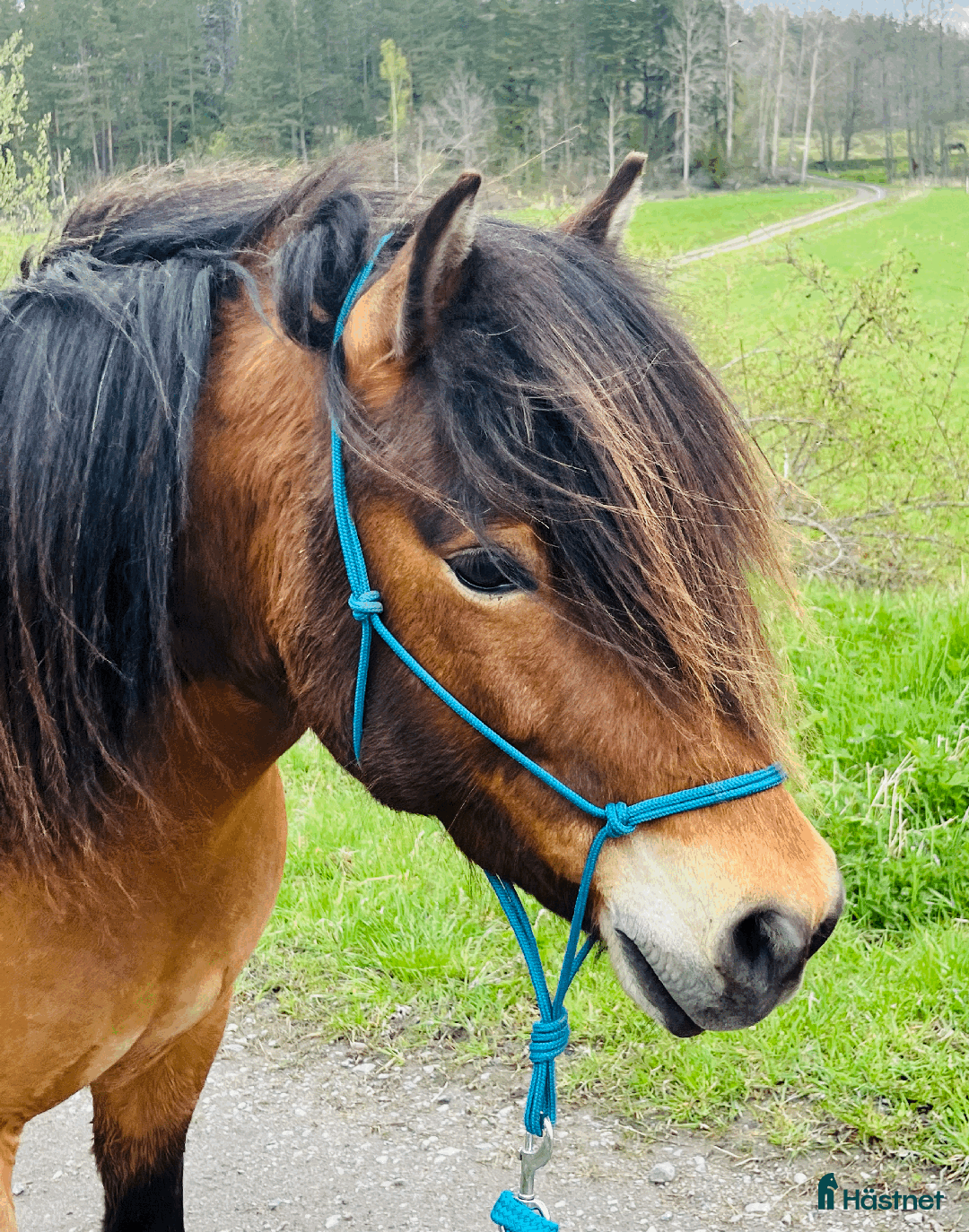 Allround hästar till salu: Allround stark korsning som gillar att hoppa i Söderköping - Annons 16