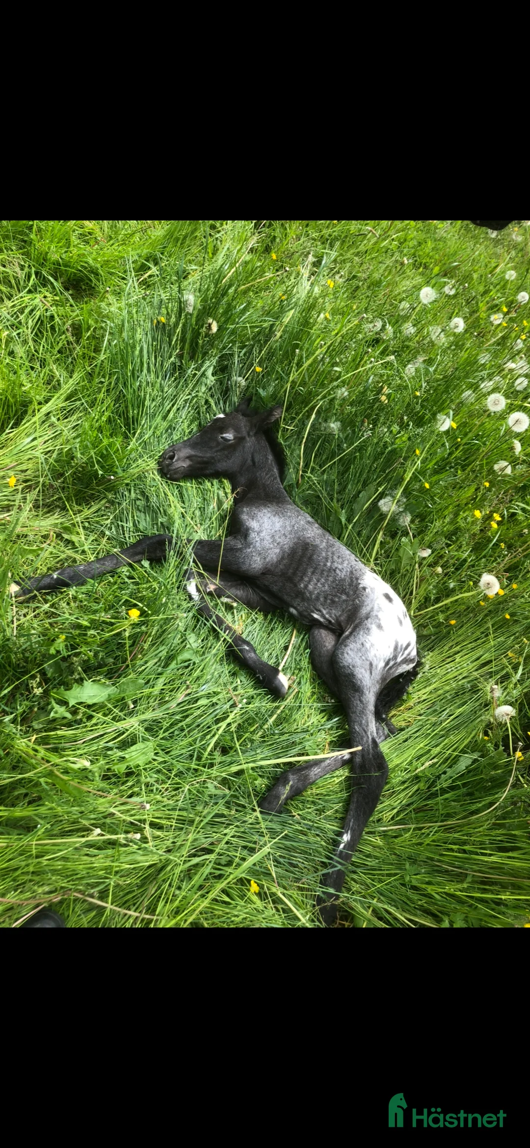 Hoppning hästar till salu: Ponny för framtiden - Annons 4