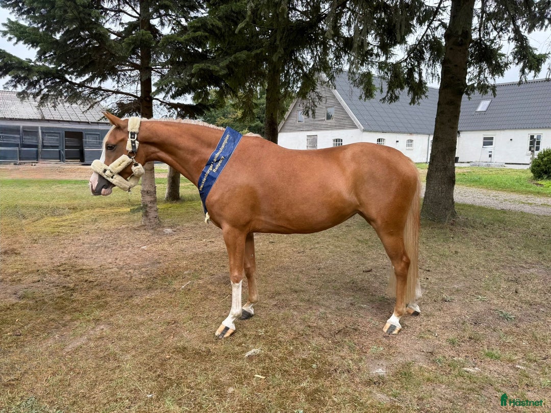 Dressyr hästar till salu: 🌟Smuk og dobbelt talentfuld ponyhoppe sælges 🌟 i Tune, Själland - Annons 1