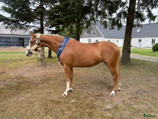 hästar 🌟Smuk og dobbelt talentfuld ponyhoppe sælges 🌟 i Tune, Själland - Annons 3