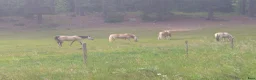 Sällskap hästar till salu: Sällskap/promenad - Annons 1