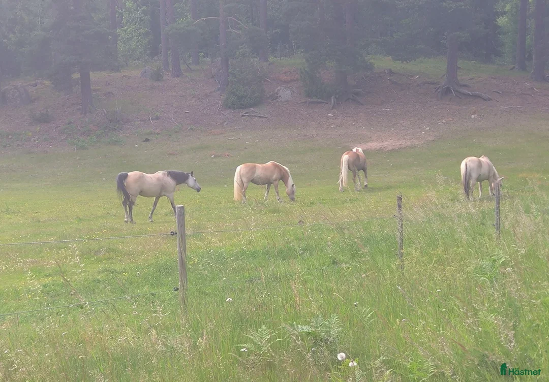 Sällskap hästar till salu: Sällskap/promenad - Annons 1