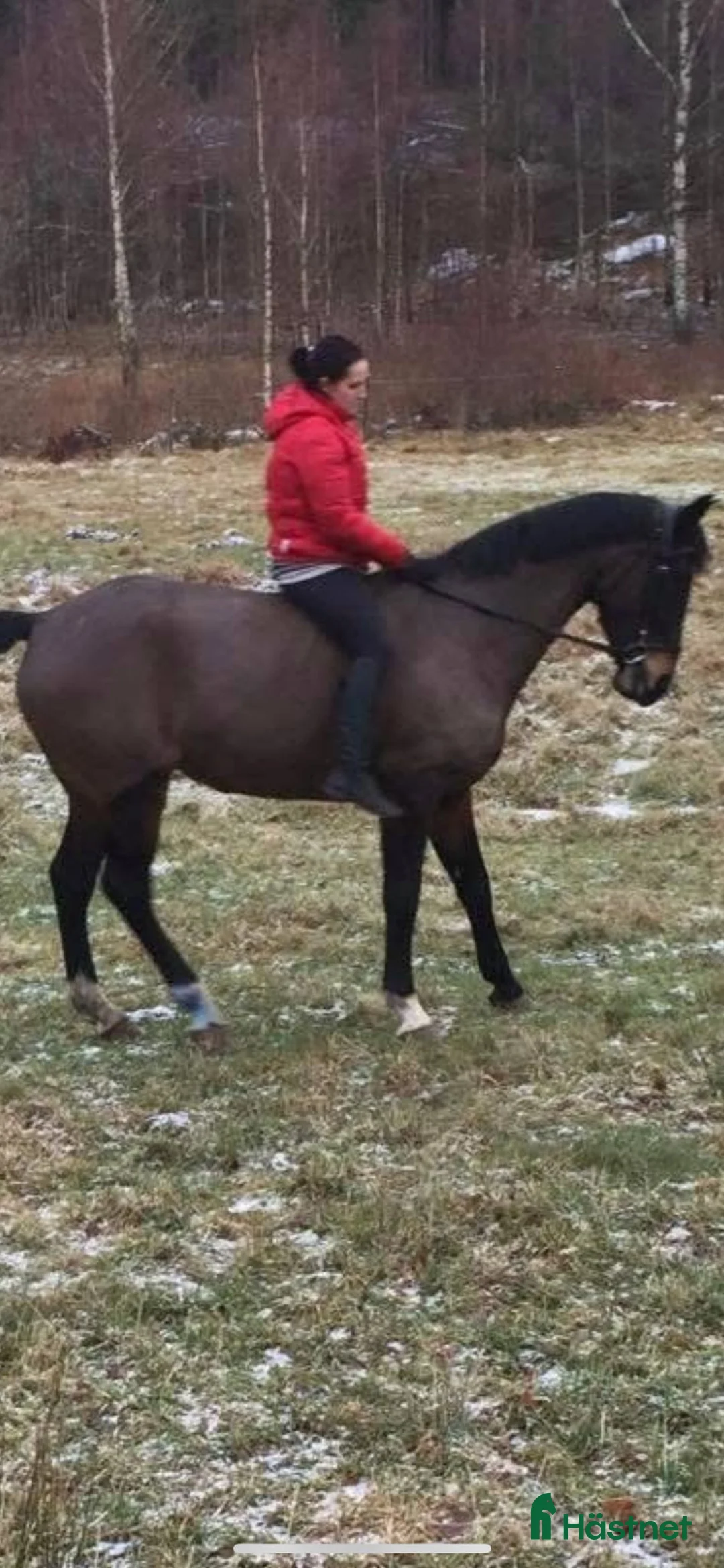 Fälttävlan hästar till salu: Min stjärna  - Annons 15