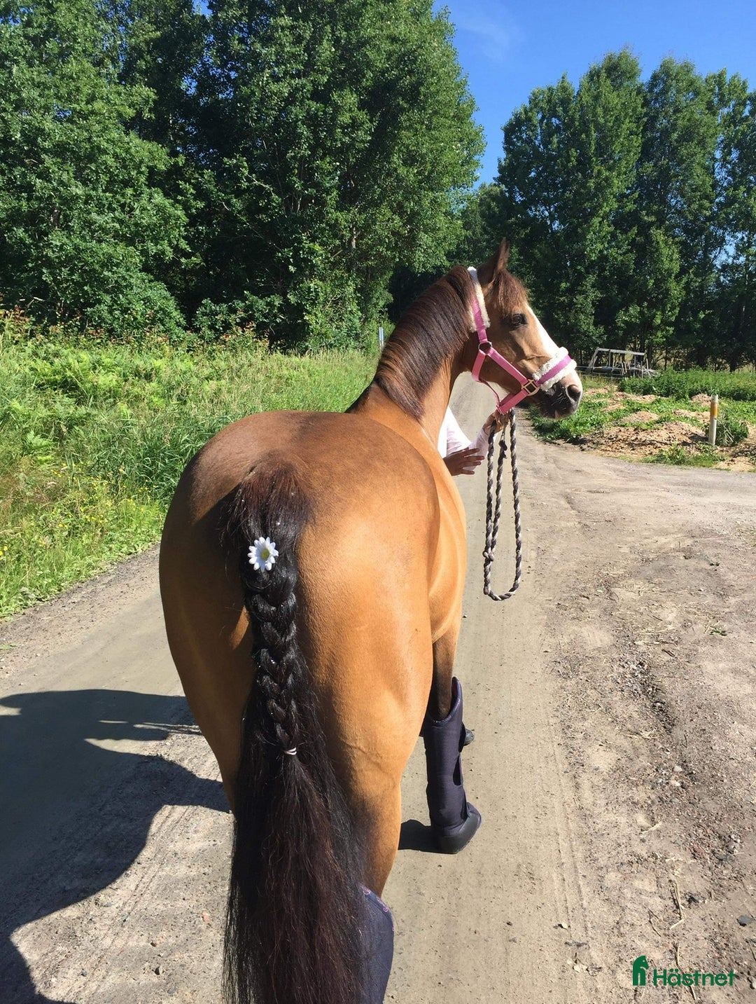 Sällskap hästar till salu: En bästa kompis  i Älvängen - Annons 4