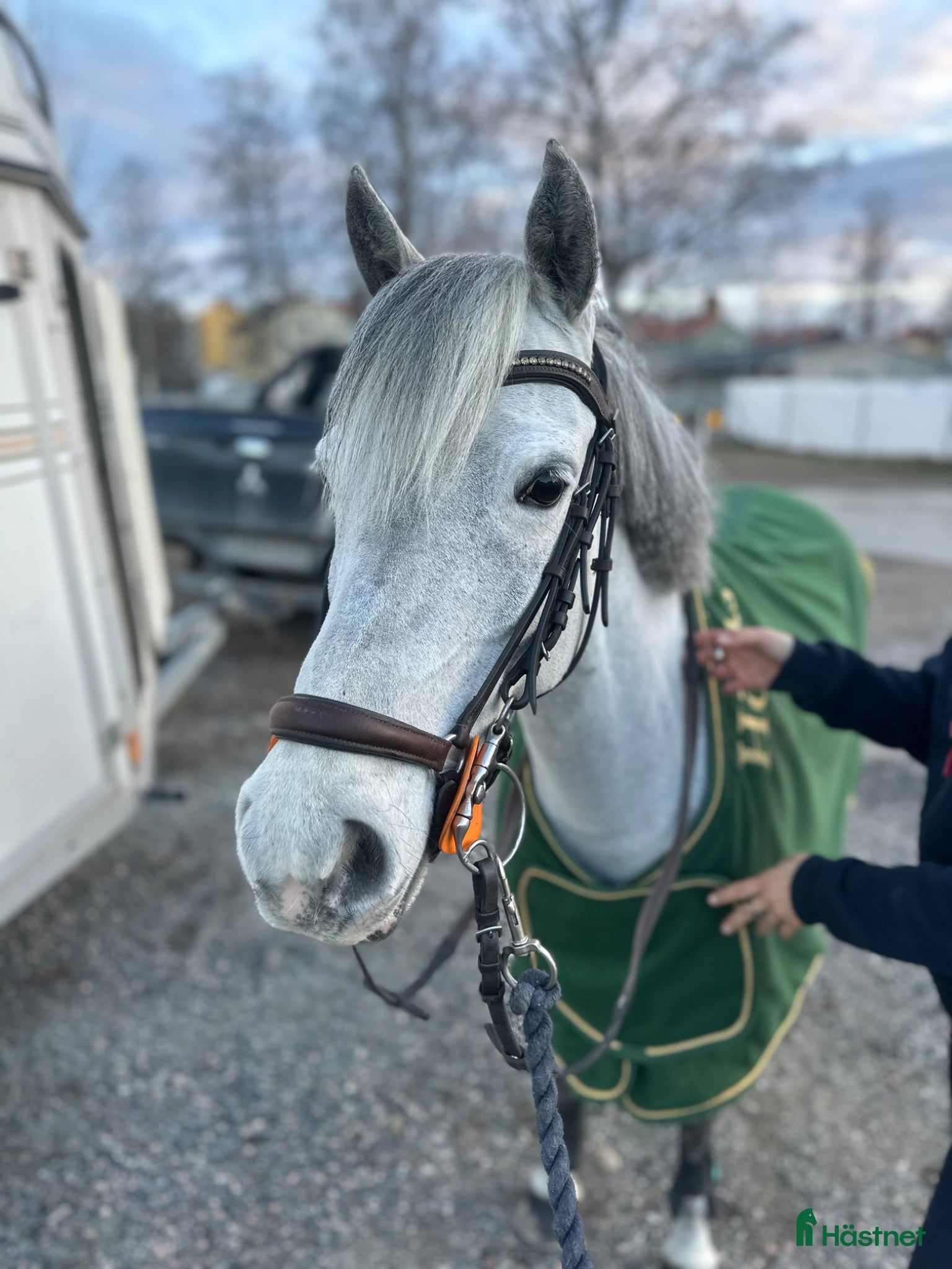  hästar Utvecklingsbar hopponny med kapacitet  - Annons 1