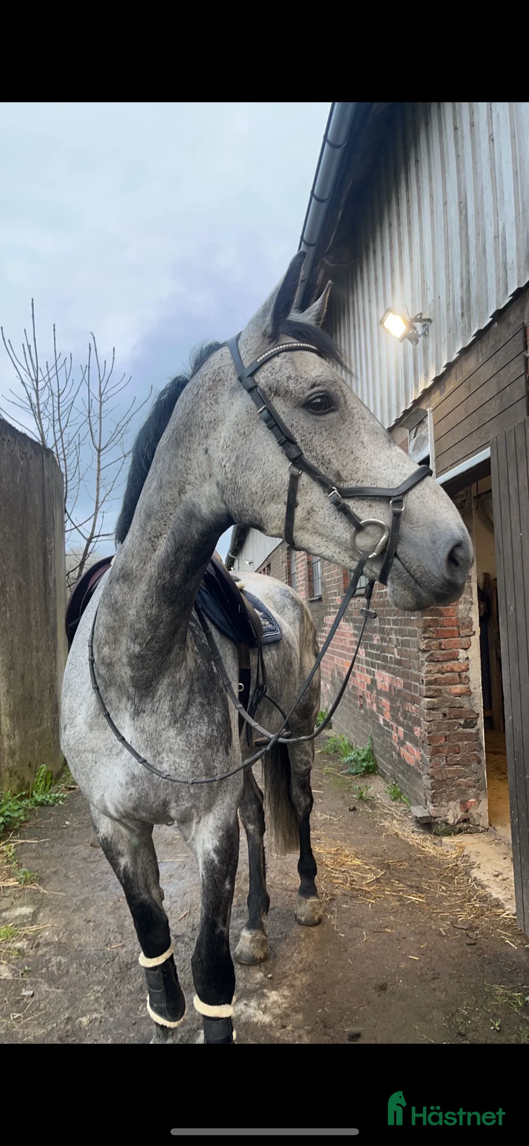 Hoppning hästar till salu: Valack med karaktär  - Annons 6