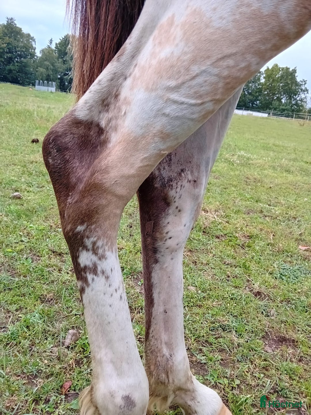 Allround hästar till salu: Appaloosa Colt i Sösdala - Bild 11