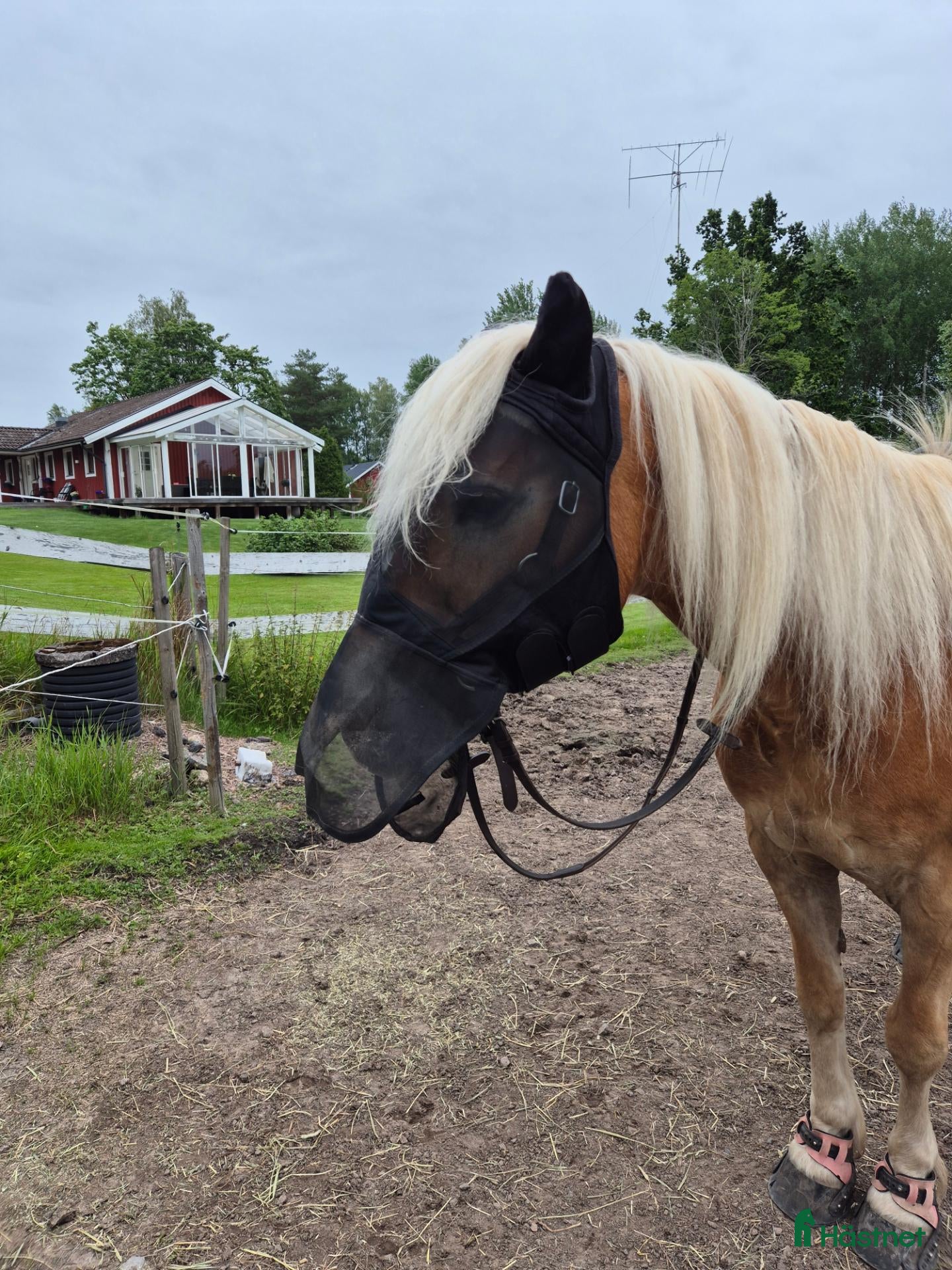  hästar Trevlig haflinger - ridning/sällskap - Annons 2