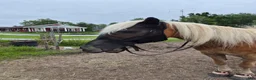 Allround hästar till salu: Trevlig haflinger - ridning/sällskap - Annons 2
