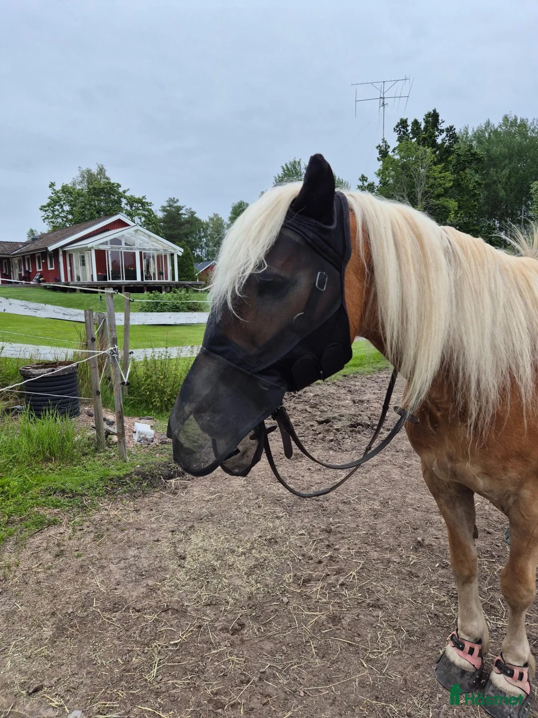 Allround hästar till salu: Trevlig haflinger - ridning/sällskap - Annons 2
