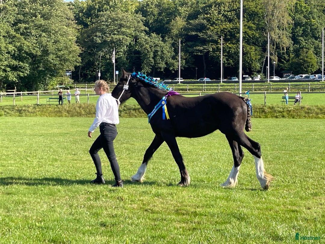 Avelshästar hästar till salu: Fin shire hingst  i Lekeryd - Annons 15