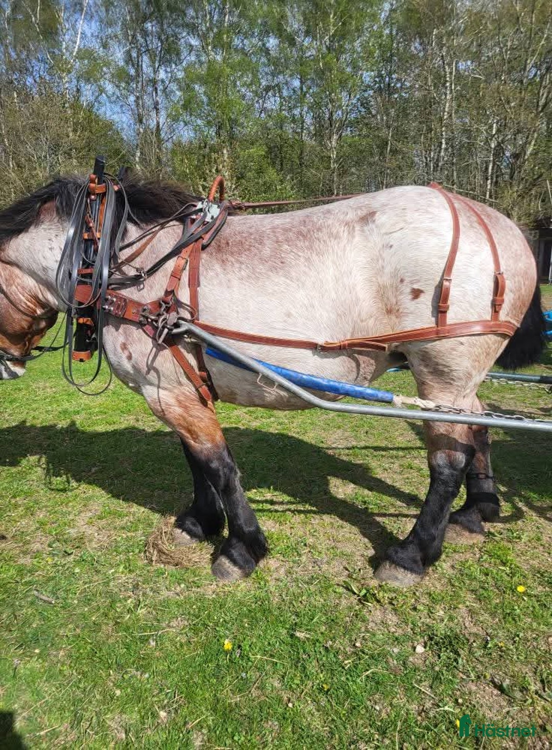 Allround hästar till salu: Ardenner mare i Brösarp - Annons 3