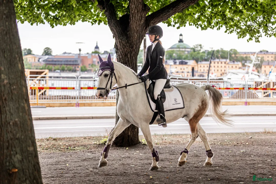 Allround hästar till salu: Perfekt förstaponny! - Annons 2