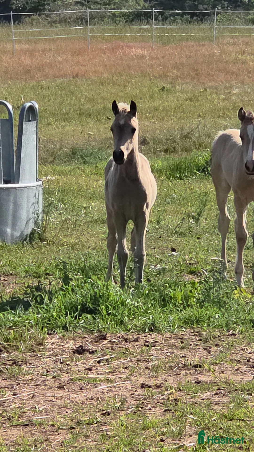 Dressyr hästar till salu: Sött welsh partbred sto. - Annons 2