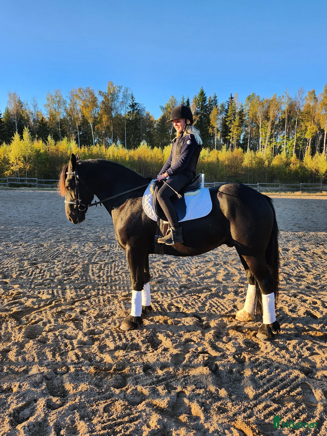 Sällskap hästar till salu: Sällskapshäst alt ridponny - Annons 1