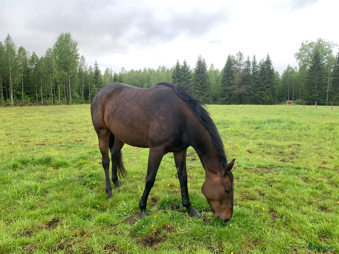 Allround hästar till salu: 4-årigt sto säljes/utlånas i Kil - Annons 2