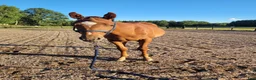 Western hästar till salu: Elegant Paintsto med framtid för Pleasure & Hunter - Annons 3