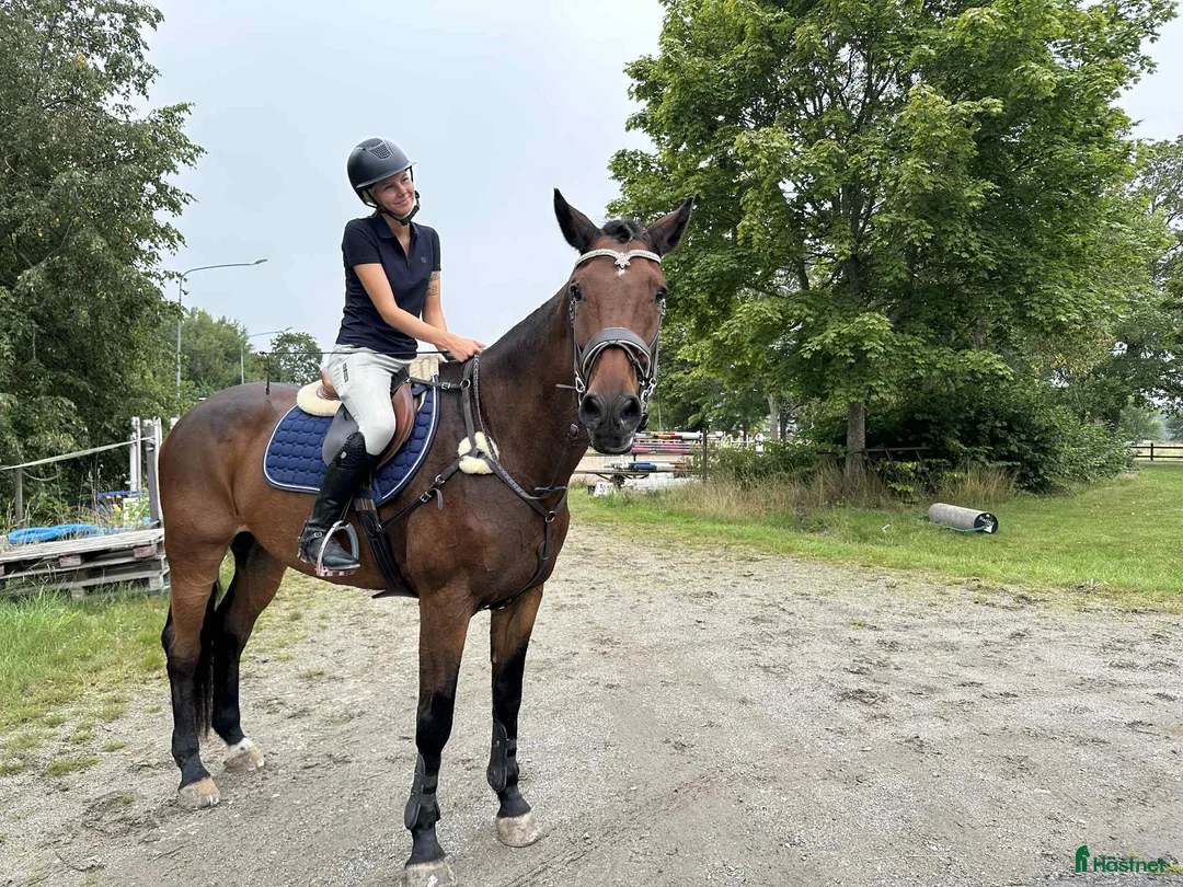  hästservice finnes: Söker du/ni en ny tränare? - Annons 3