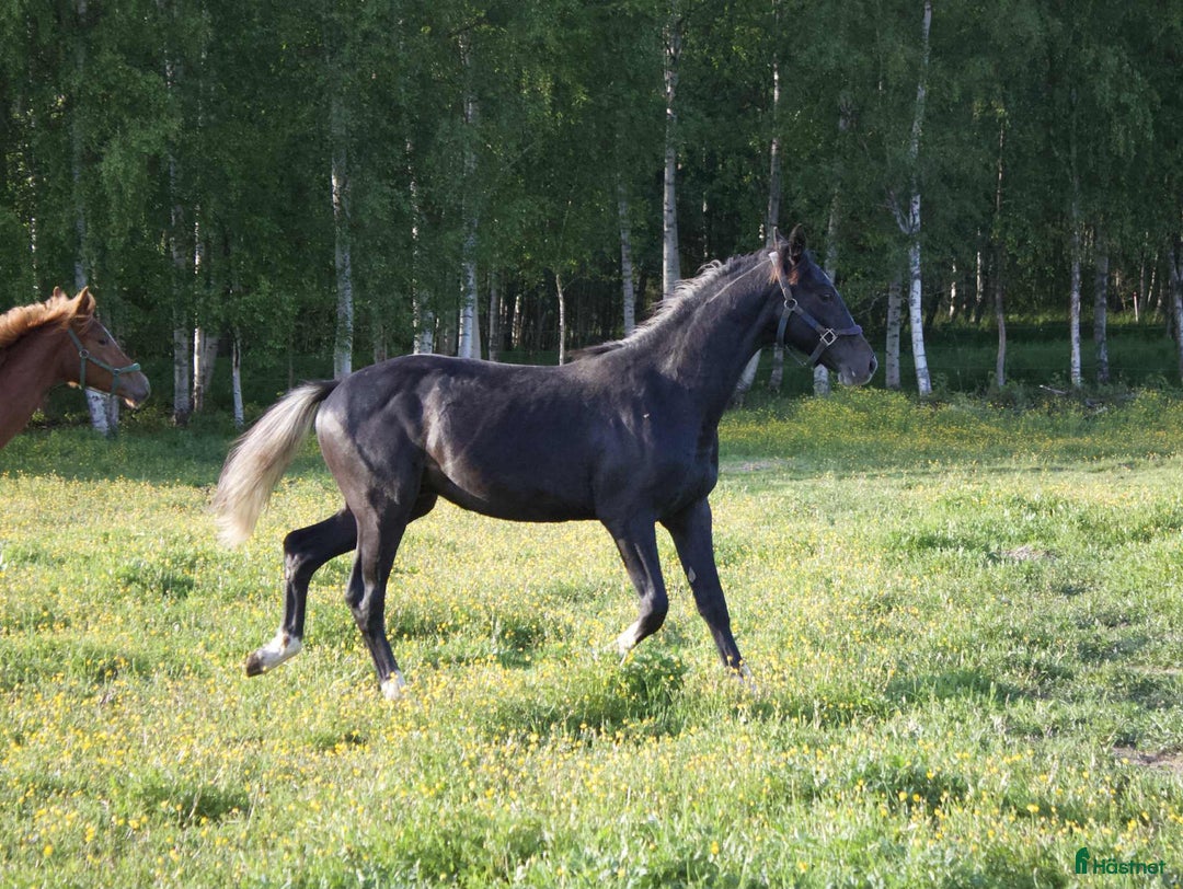 Allround hästar till salu: 1-årig hingst i Norrfjärden - Bild 5