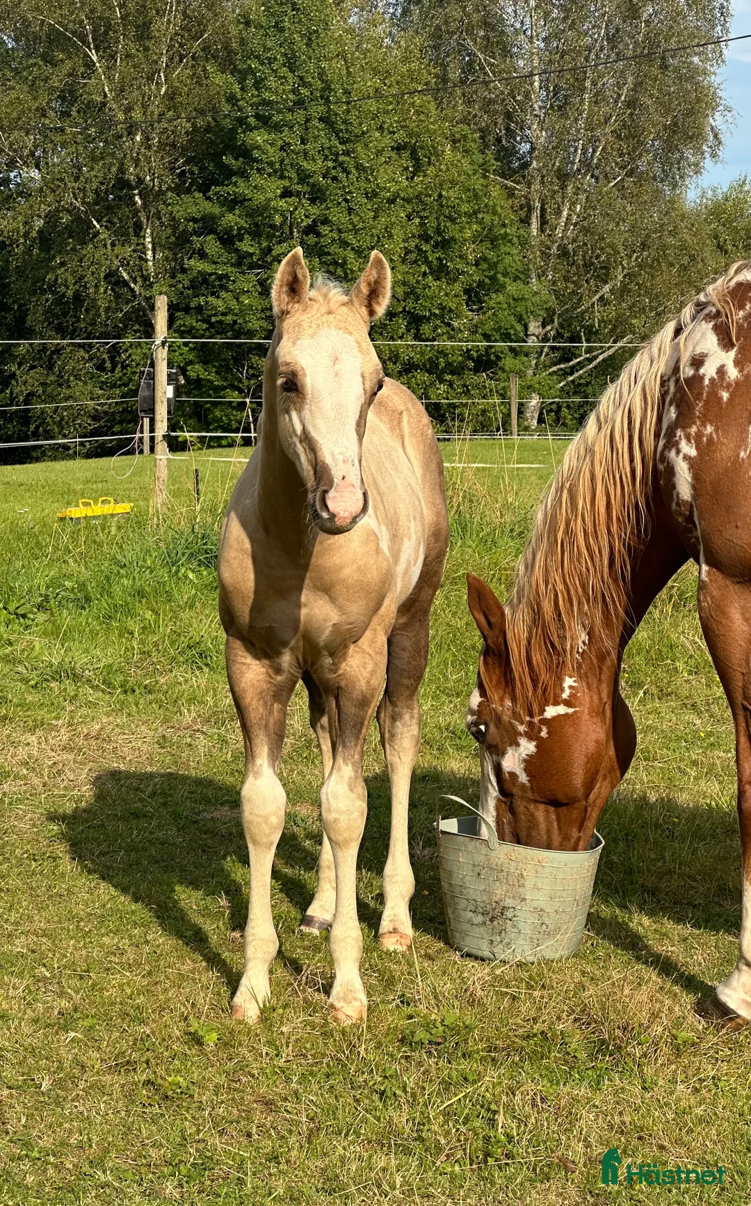Western hästar till salu: Hingst och valack  - Annons 7