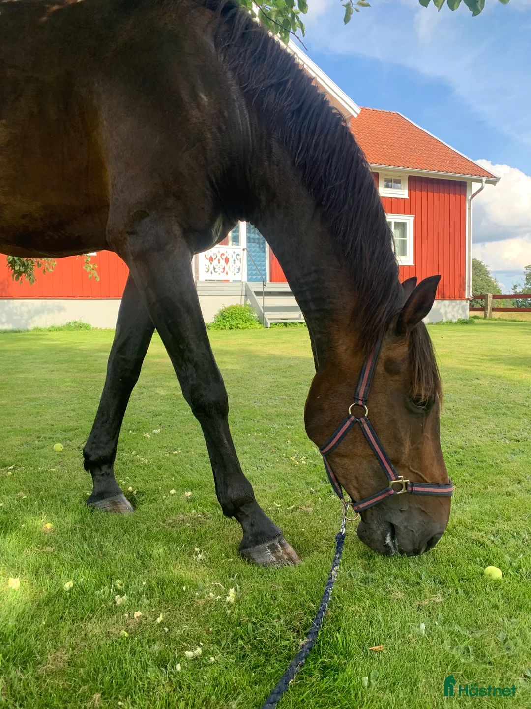 Hoppning hästar till salu: Bruno söker nytt hem i Växjö - Annons 1