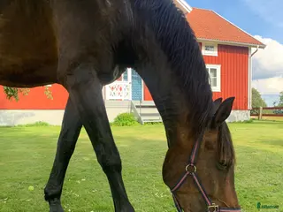 hästar Bruno söker nytt hem - Annons 2