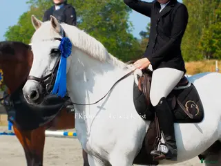 hästar Världens roligaste kompis! i Lidköping - Annons 17