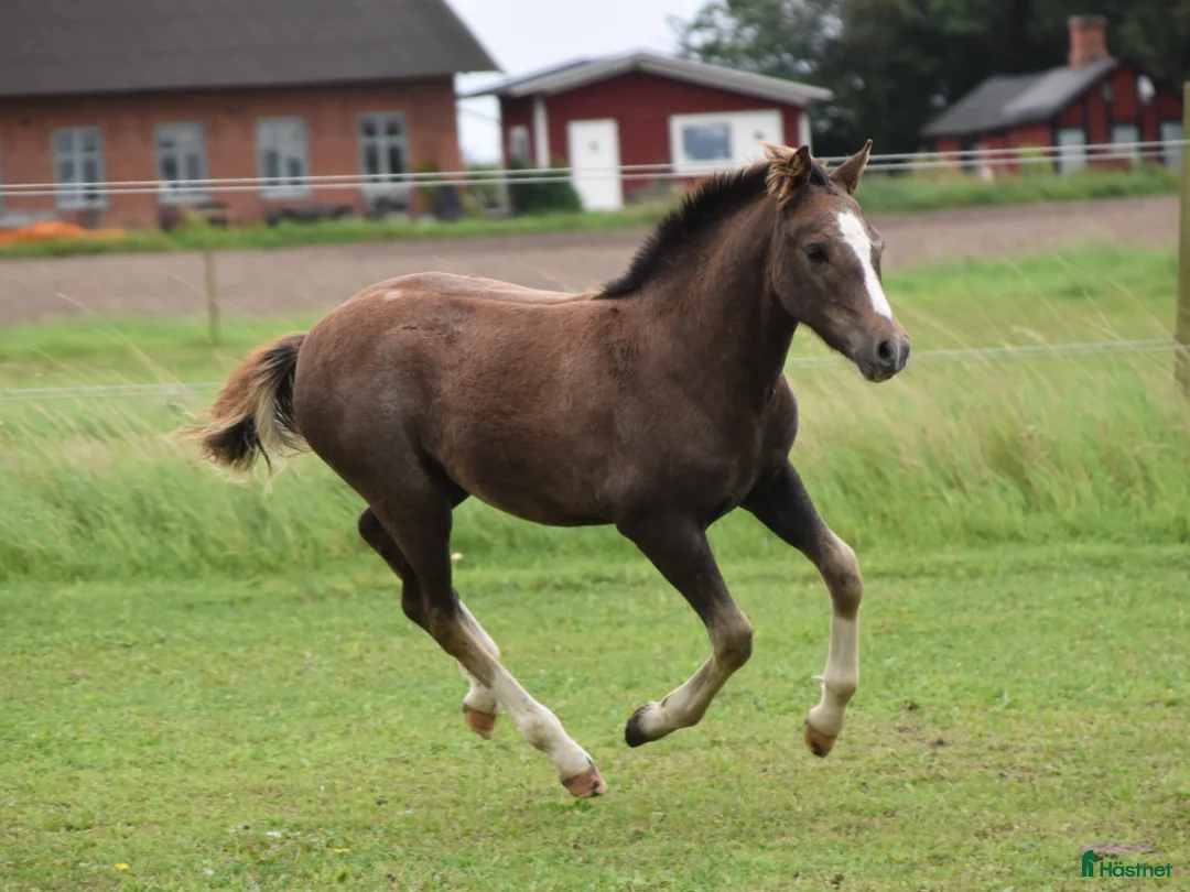 Hoppning hästar till salu: Kvalitetsponny med förärvningssäker stam, hoppning i Skivarp - Annons 13