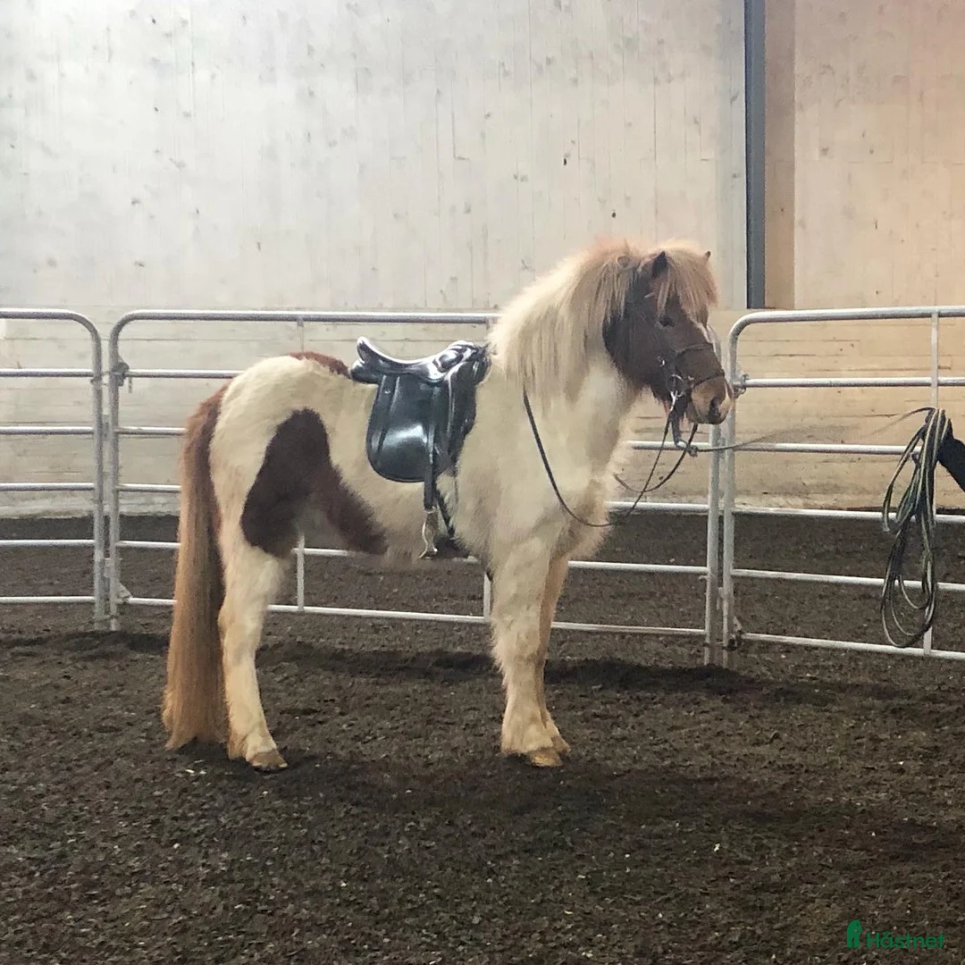 Island hästar till salu: Flott femgångssto dräktig m Havadi frá Haukholtum i Östhammar - Annons 13