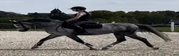 Hoppning hästar till salu: Flott sprangponni med stor kapasitet selges! - Annons 5