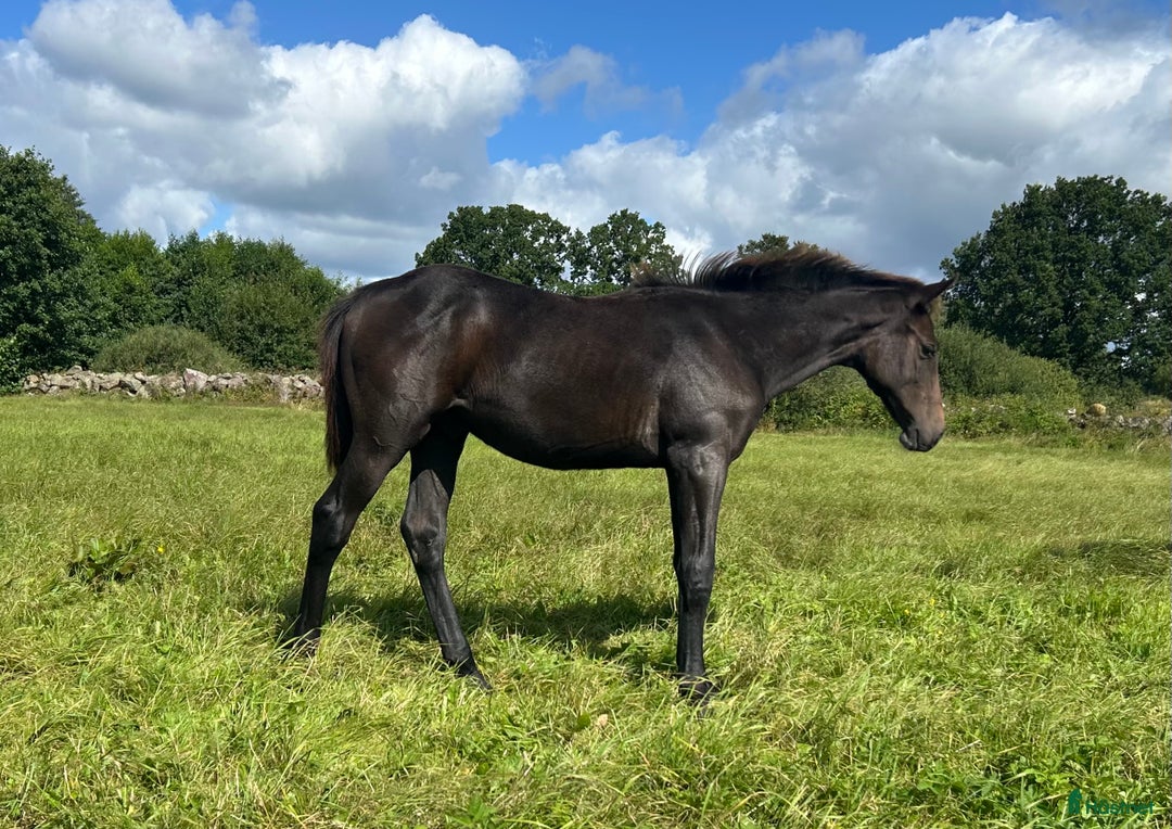 Fälttävlan hästar till salu: Snyggt halvlodsföl i Hörby - Annons 2