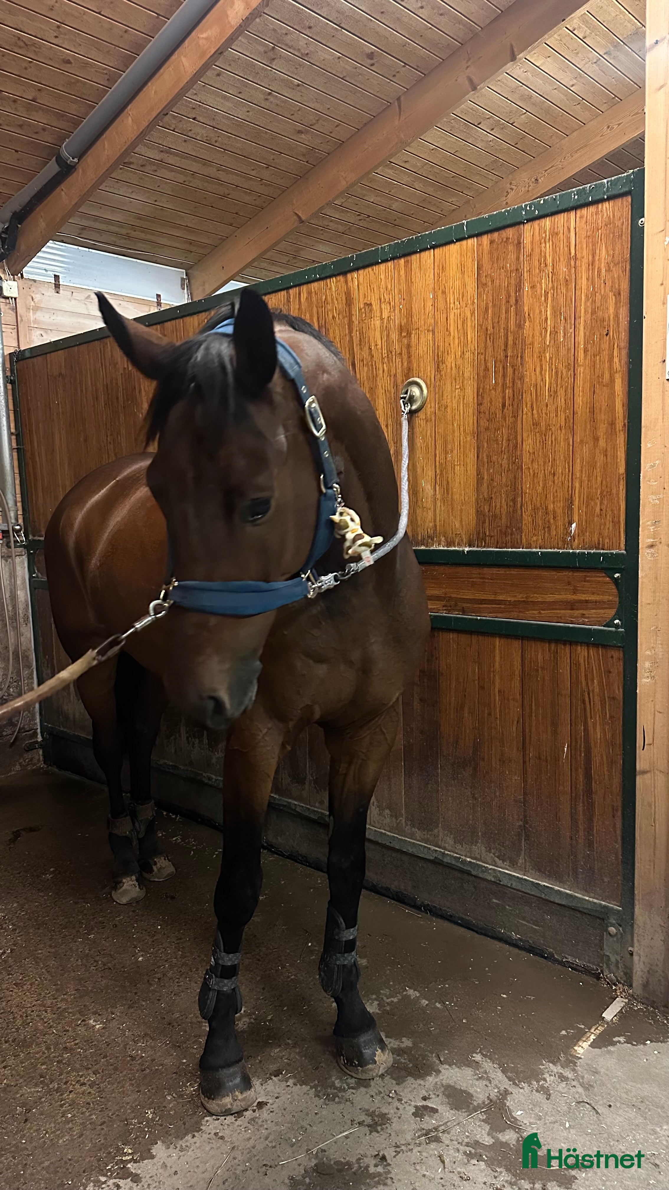  hästar Fantastisk valack för dig som vill göra allt!🐴 i Våxtorp - Annons 13