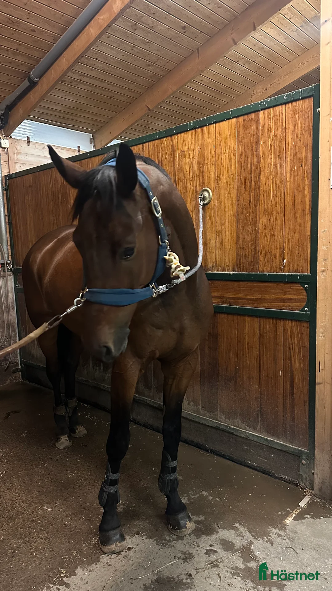 Dressyr hästar till salu: Fantastisk valack för dig som vill göra allt!🐴 i Våxtorp - Annons 1