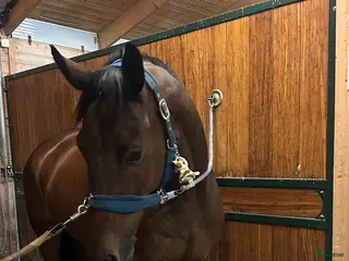 hästar Fantastisk valack för dig som vill göra allt!🐴 i Våxtorp - Annons 13