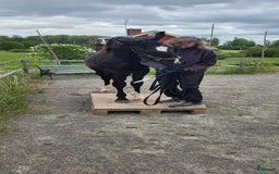 Hoppning hästar till salu: Härlig hoppstammad åring  i Rimforsa - Bild 4
