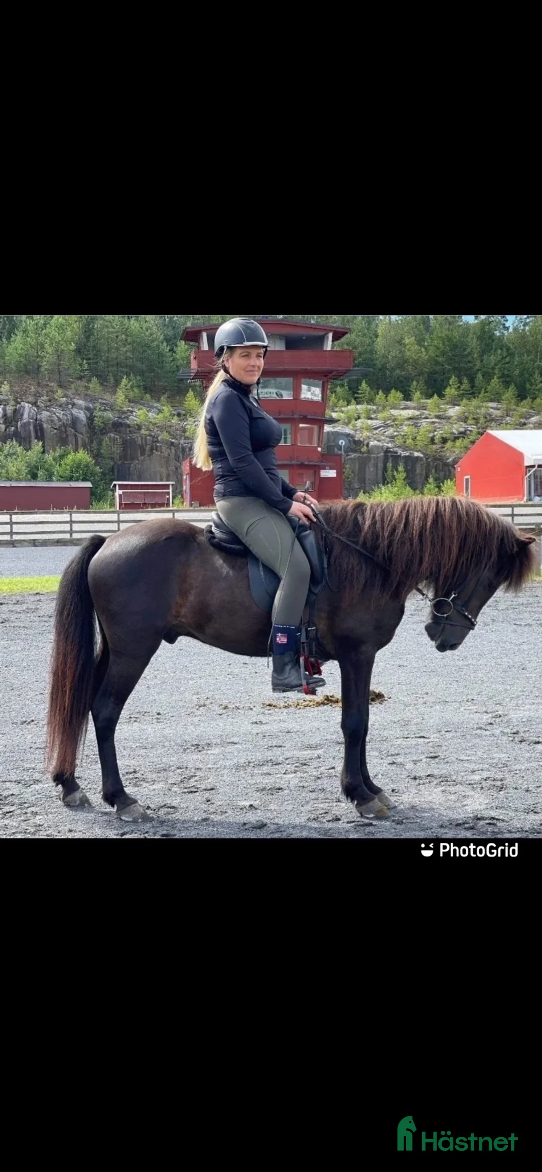 Island hästar till salu: Trygg maffig kille  - Annons 2