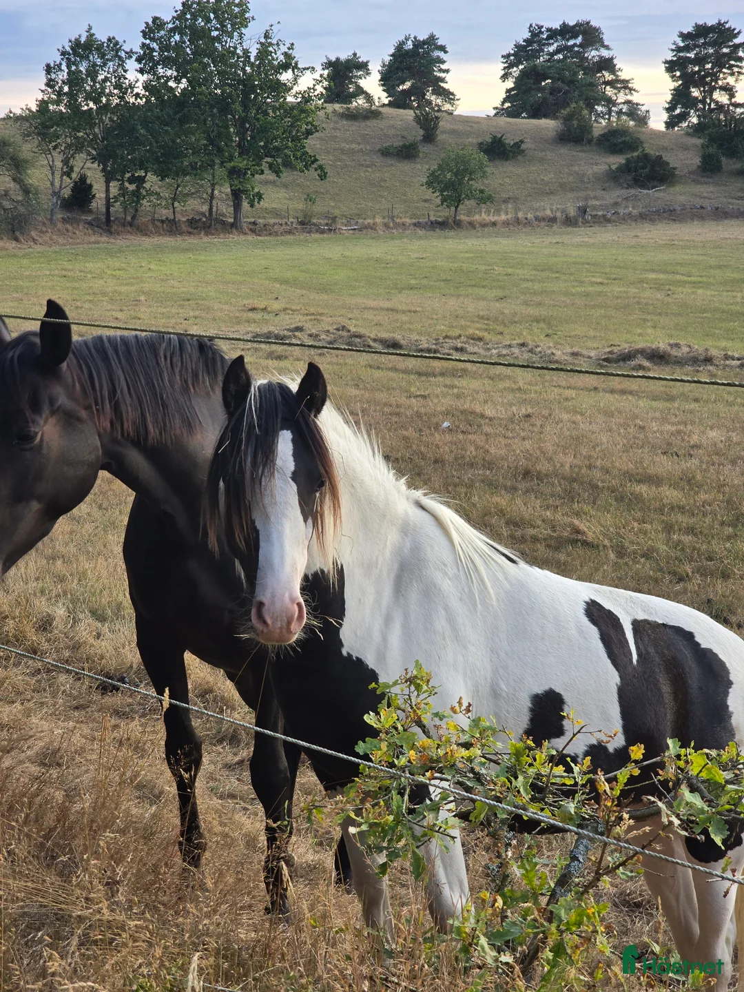 Allround hästar till salu: Charmigt sto  i Degeberga - Annons 2