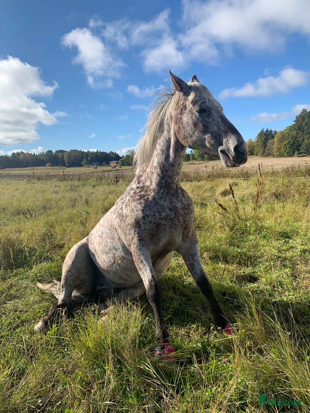 Allround hästar till salu: Charmig och personlig valack i Grästorp - Annons 5