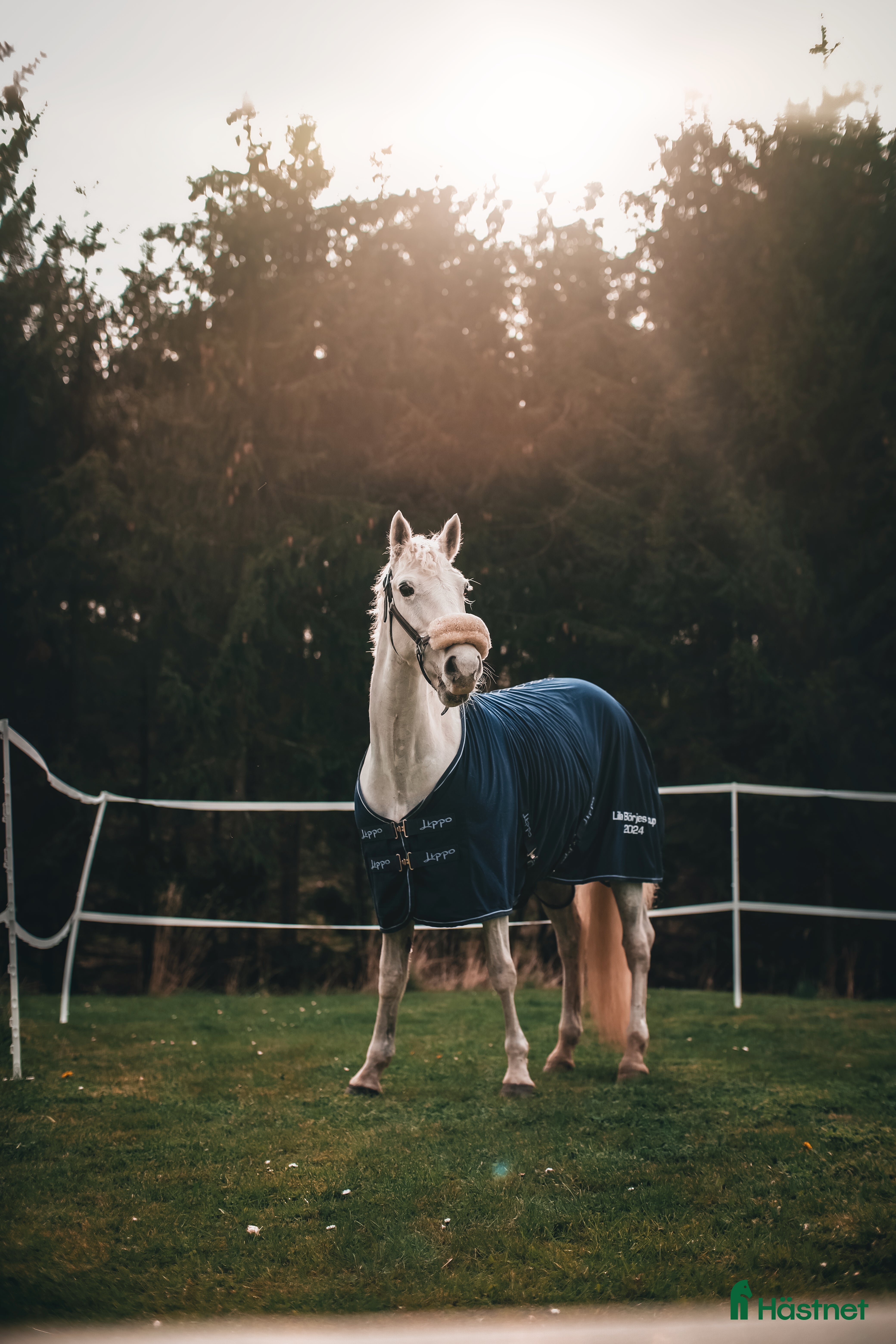  hästar Fin D-ponny, sto, född 2011, 148 cm  - Annons 5