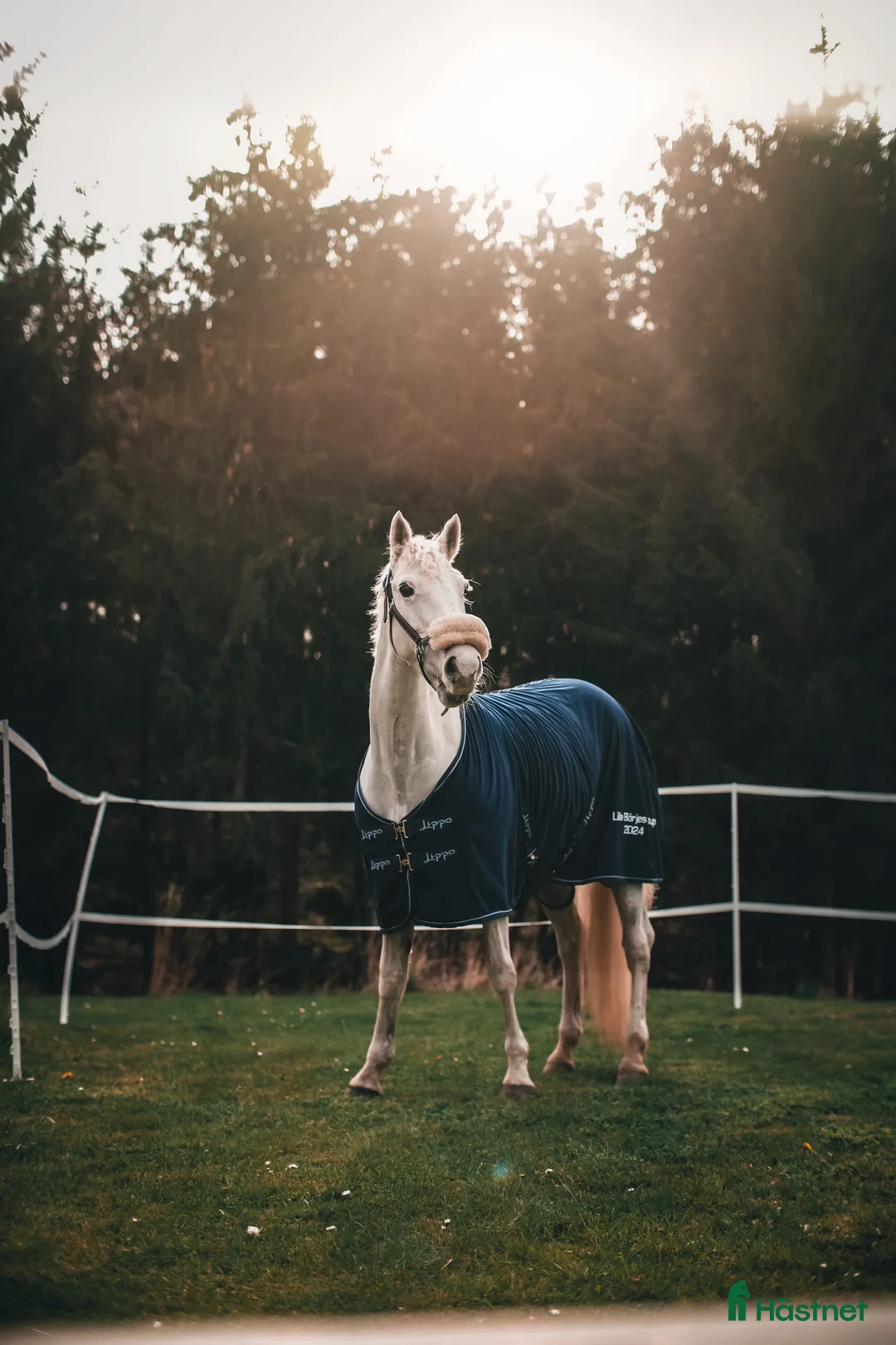 Hoppning hästar till salu: Fin D-ponny, sto, född 2011, 148 cm  - Annons 1