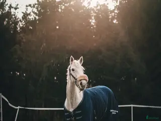 hästar Fin D-ponny, sto, född 2011, 148 cm - Annons 10