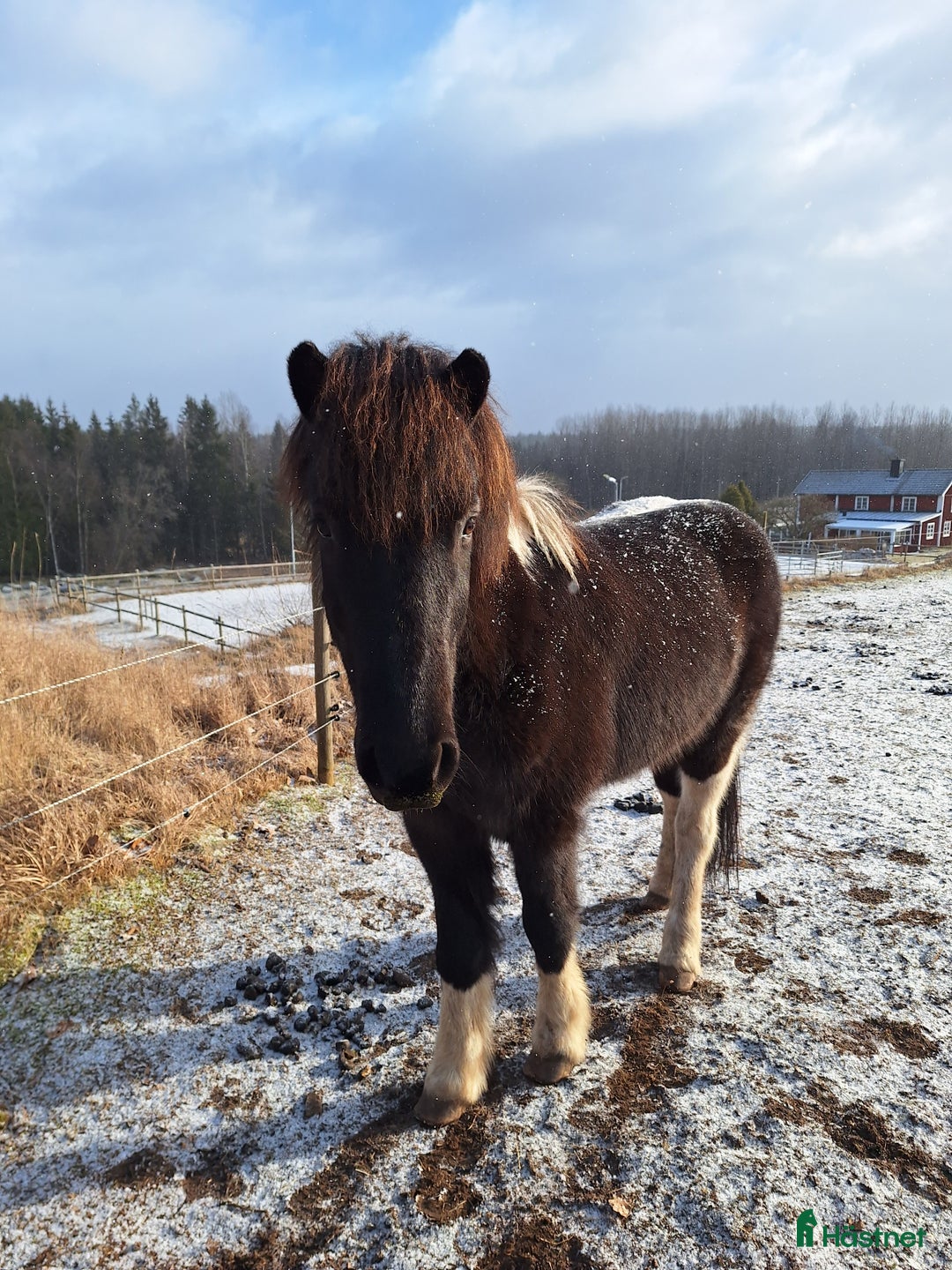 Island hästar till salu: En utmaning med stor potential!  i Tolg - Annons 3