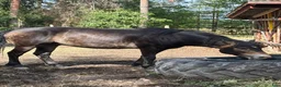 Allround hästar till salu: Mysig valack  i Möklinta - Annons 3